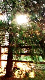 Low angle view of trees against sky