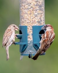 Close-up of birds perching on metal feeder