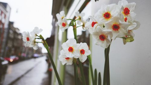 Close-up of white daffodils growing by wall