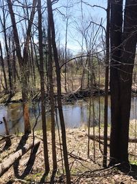 Bare trees by lake in forest
