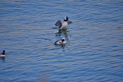 Ducks swimming in a lake