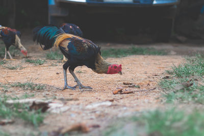 Roosters eating grain rice as food.