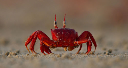 Close-up of crab on beach