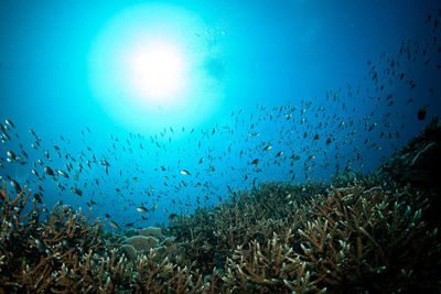 Flock of birds swimming in sea