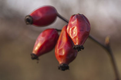 Close-up of rose hips