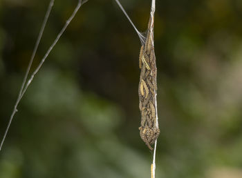 Close-up of wilted plant