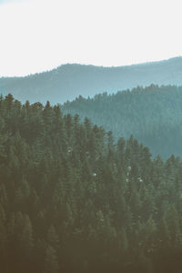 Trees in forest against sky