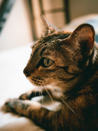 Close-up of a cat looking away