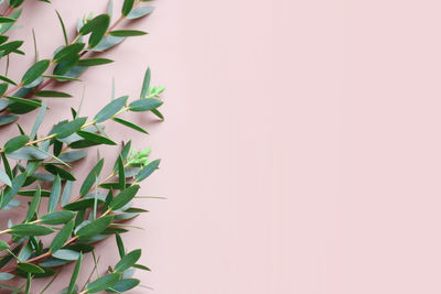 Close-up of potted plant against wall