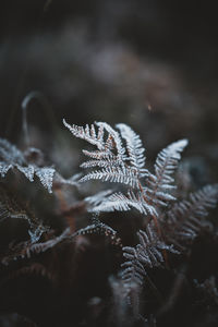 Close-up of frozen plant during winter