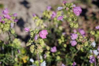 Close-up of purple flowering plant