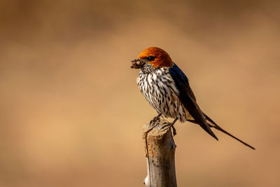 Close-up of bird perching on wooden post