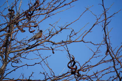 Low angle view of bare tree against clear sky