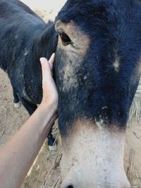 Close-up of hand feeding horse