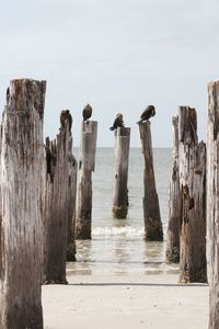 Birds perched on old wooden posts in water against sky
