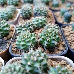 High angle view of succulent plant on field