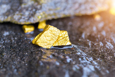 Close-up of yellow leaf on wet rock