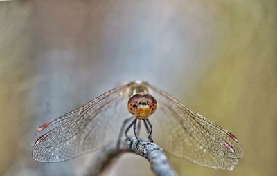 Close-up of dragonfly