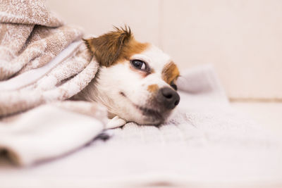 Portrait of dog resting at home