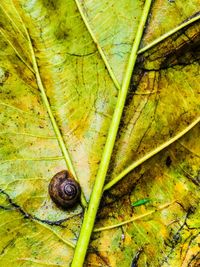 Close-up of snail on leaf