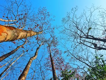 Low angle view of bare tree against blue sky