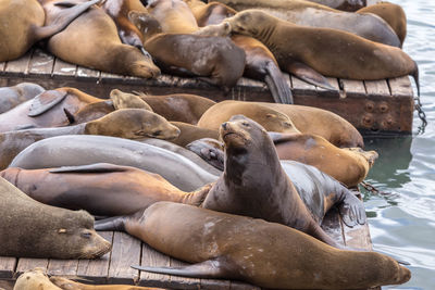 High angle view of sea lion