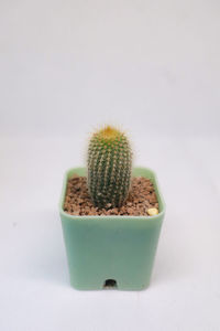 Close-up of potted plant against white background