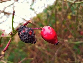 Close-up of fruits on twig