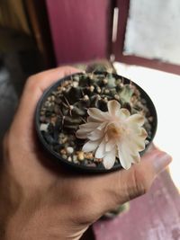 Close-up of hand holding flower pot