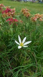 plant