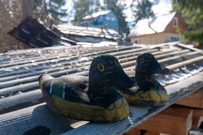 Close-up of two pigeons on wood