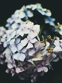 Close-up of hydrangea blooming outdoors