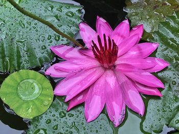 High angle view of pink flower