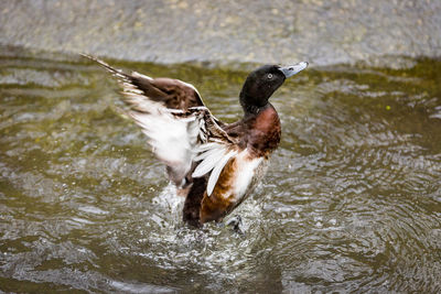 Close-up of duck swimming on lake