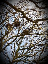 Low angle view of bare tree against sky