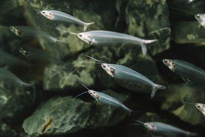 Close-up of fish underwater