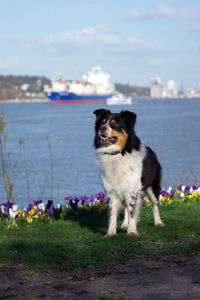 Dog looking away on sea shore