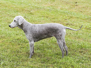 Side view of a horse on field