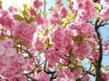 Close-up of pink cherry blossoms in spring