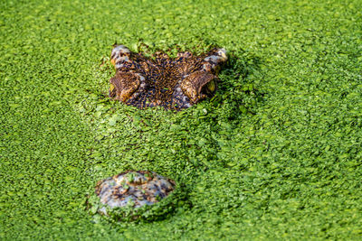 High angle view of crab on grass