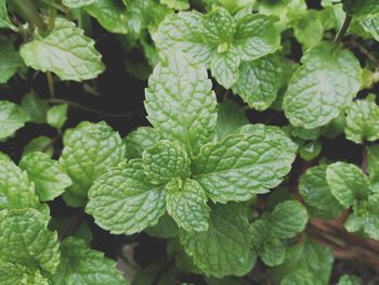 Full frame shot of fresh green leaves