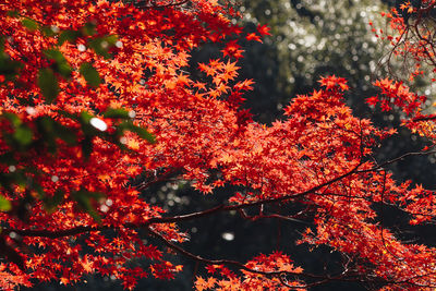 Close-up of red maple leaves on tree