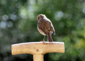 Close-up of bird perching on wood