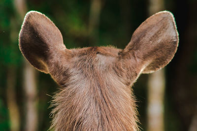 The ears of a fur deer are light brown. deer fur is rough and stiff.