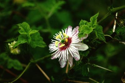 Close-up of white flower blooming outdoors