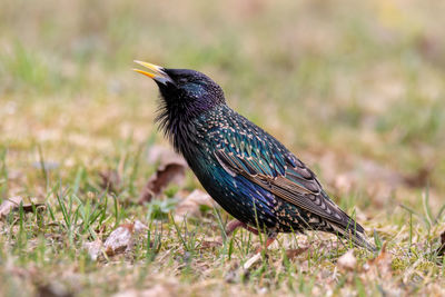 Close-up of adult starling in spring plumage