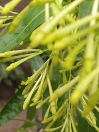 Close-up of fresh green plant