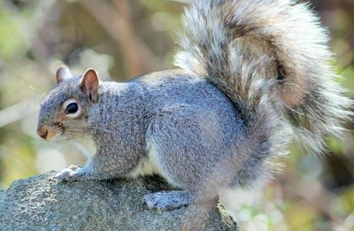 Close-up of squirrel