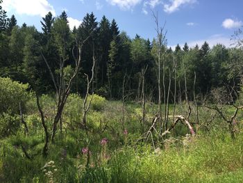 Scenic view of forest