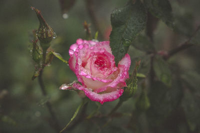 Close-up of wet pink flower blooming outdoors